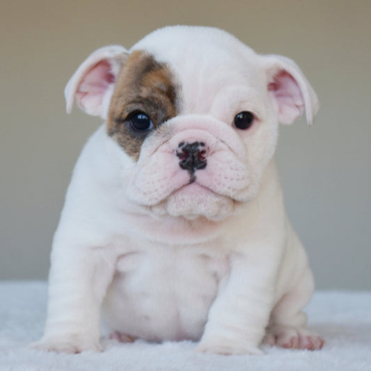 NOVA (Girl) - WB English Bulldogs