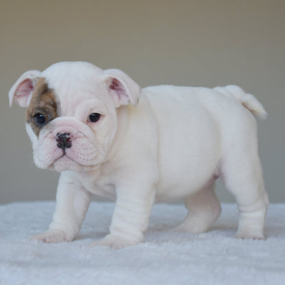 NOVA (Girl) - WB English Bulldogs