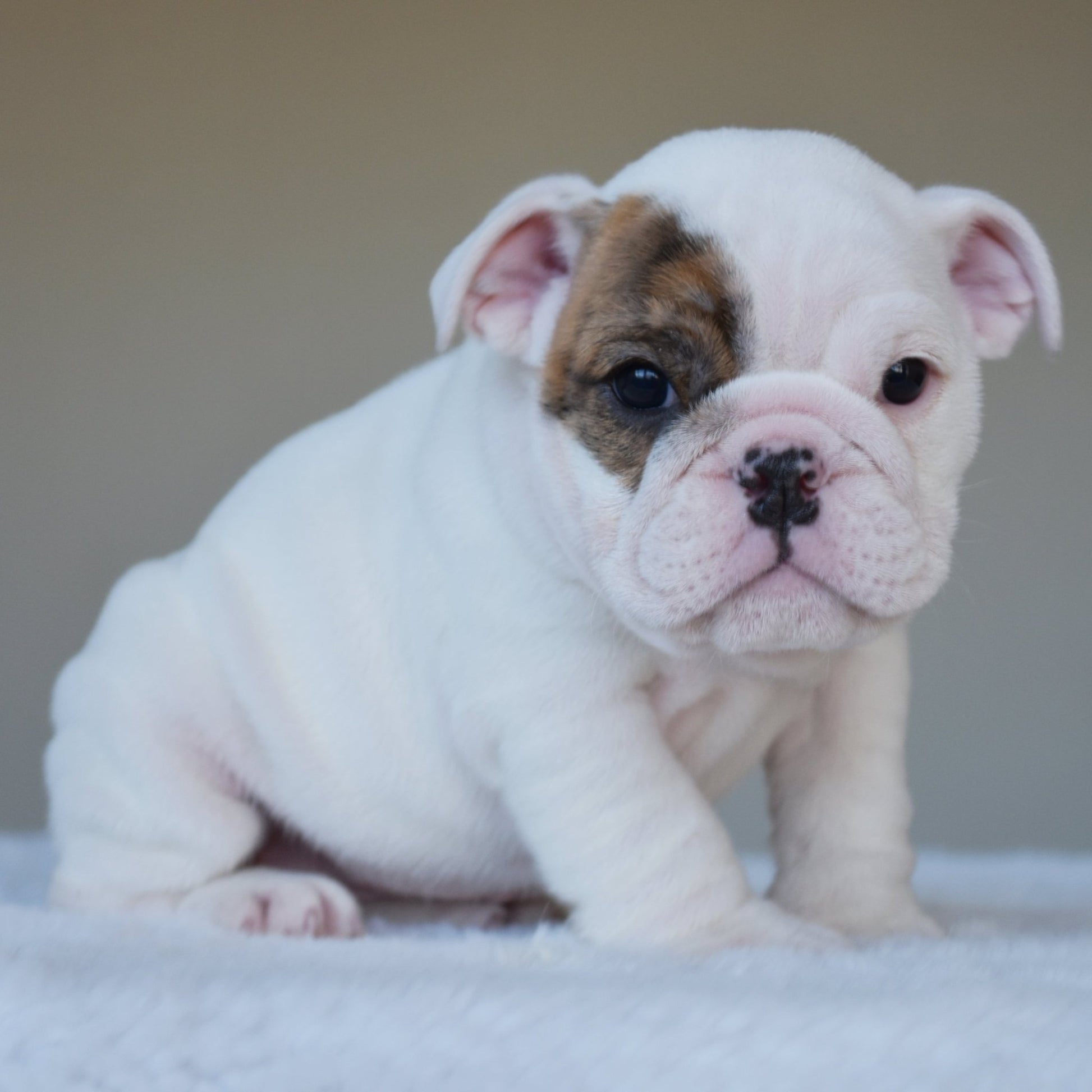 NOVA (Girl) - WB English Bulldogs