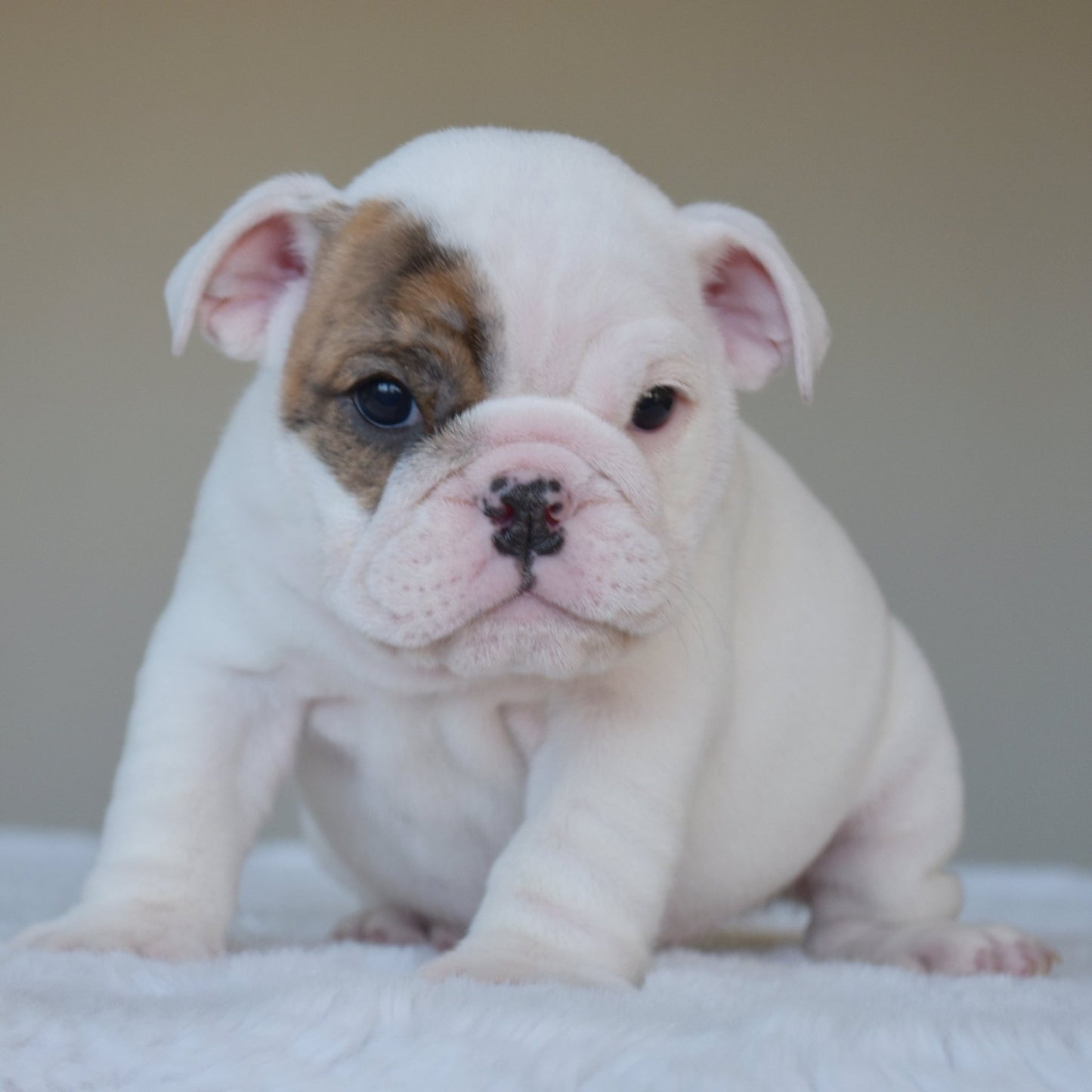 NOVA (Girl) - WB English Bulldogs