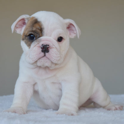 NOVA (Girl) - WB English Bulldogs