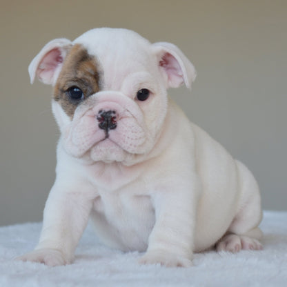 NOVA (Girl) - WB English Bulldogs