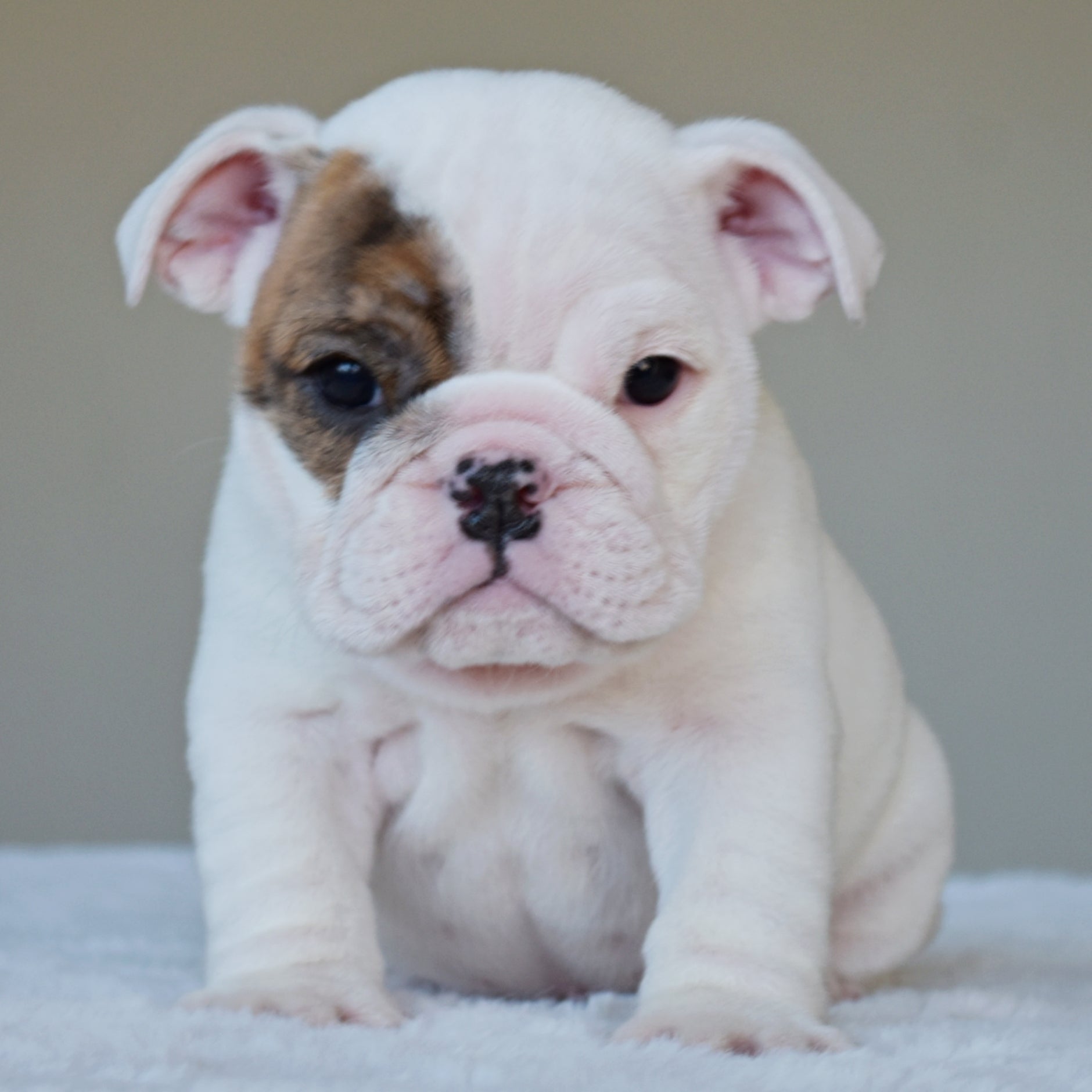NOVA (Girl) - WB English Bulldogs