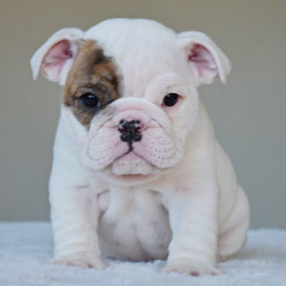 NOVA (Girl) - WB English Bulldogs