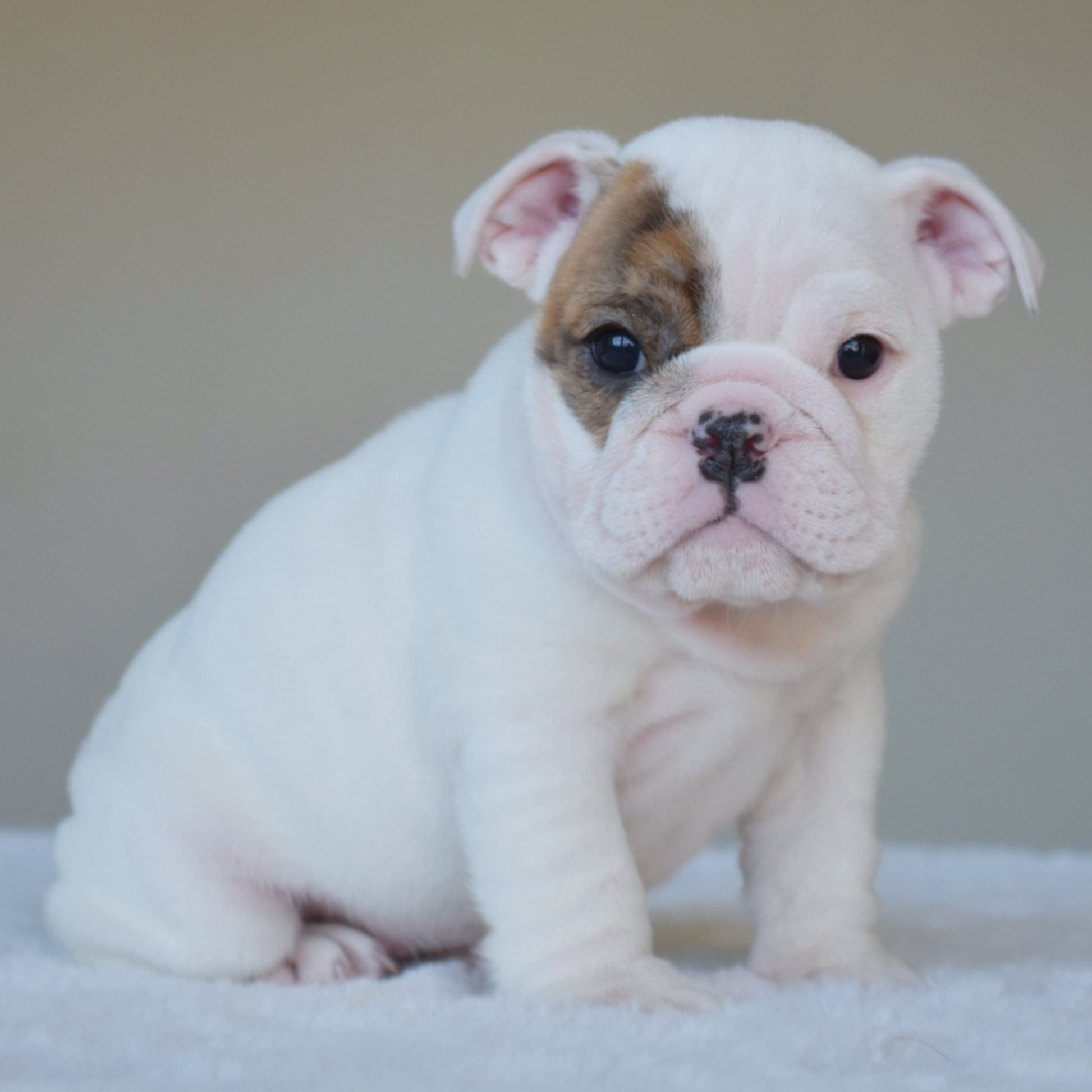 NOVA (Girl) - WB English Bulldogs