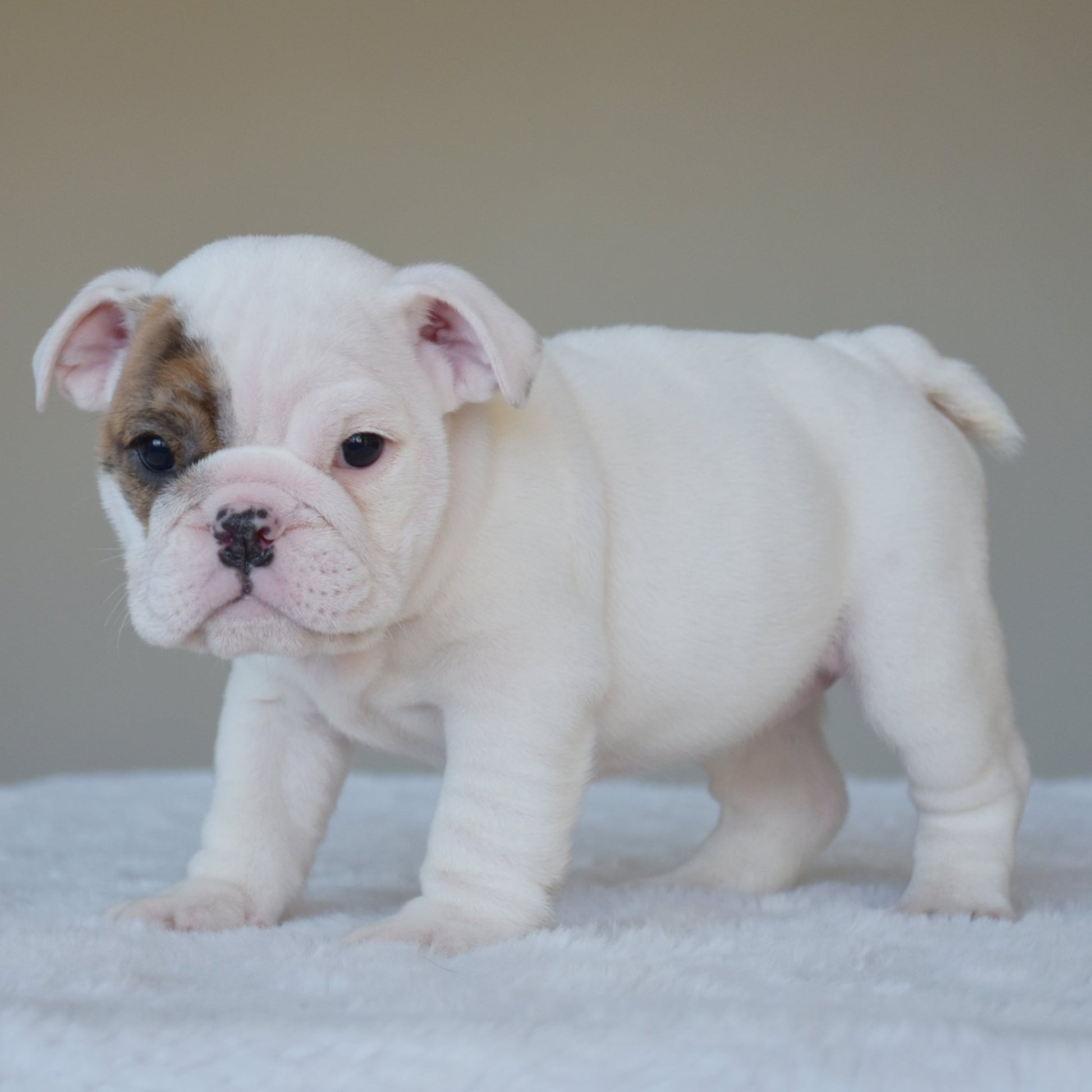 NOVA (Girl) - WB English Bulldogs