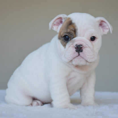 NOVA (Girl) - WB English Bulldogs