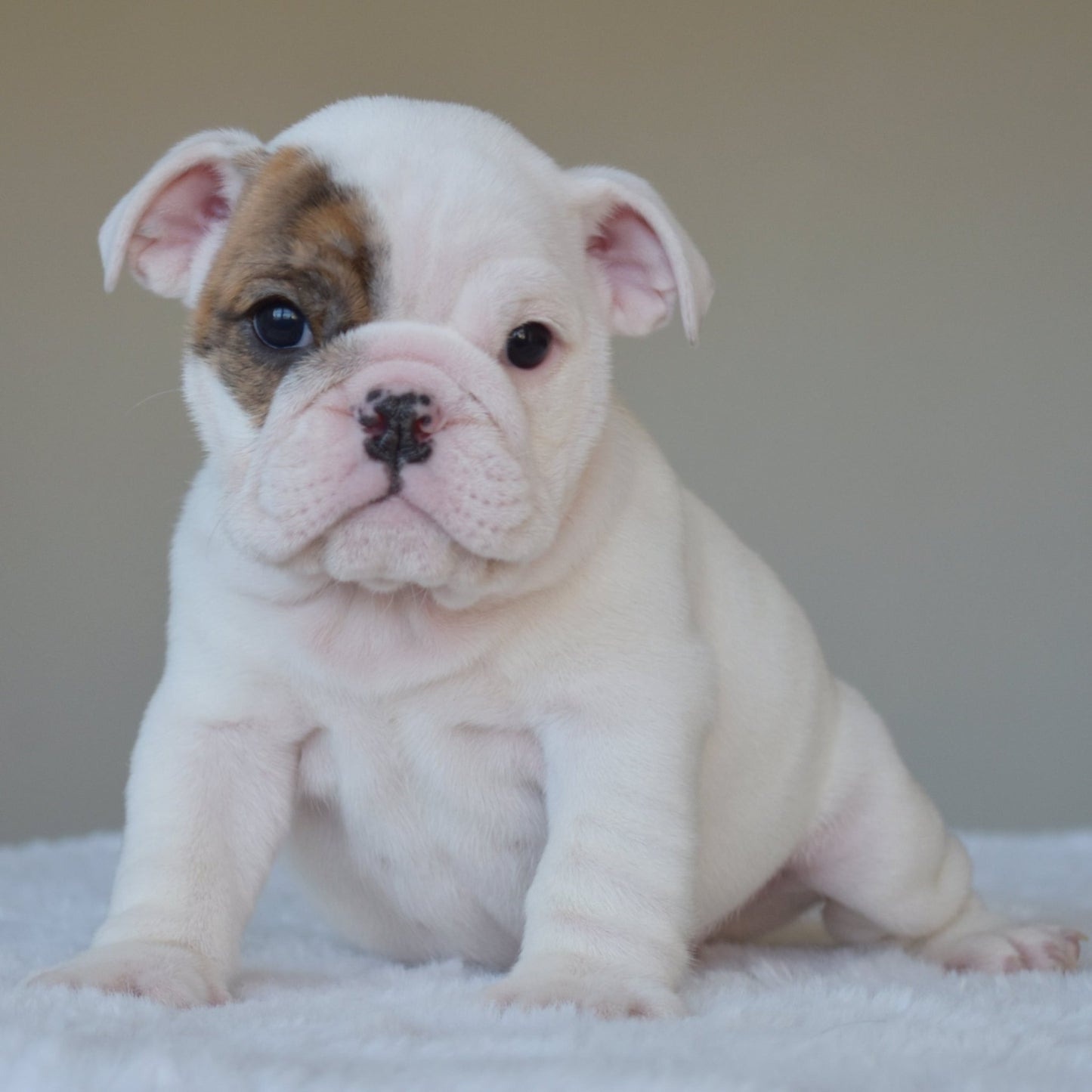 NOVA (Girl) - WB English Bulldogs