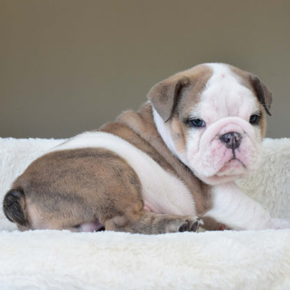 OAKLEY (BOY) - WB English Bulldogs