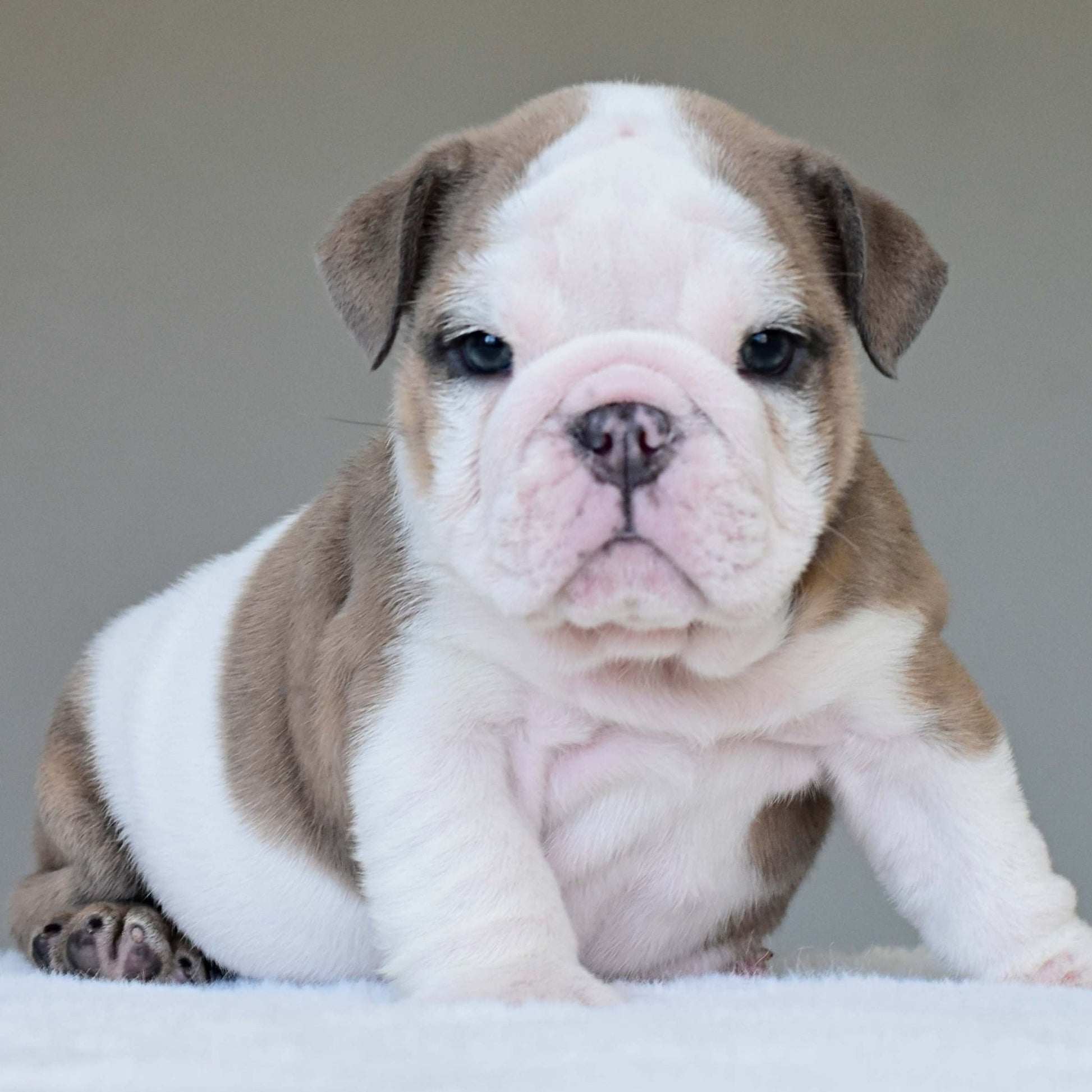 OAKLEY (BOY) - WB English Bulldogs