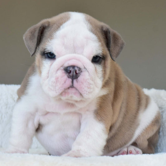 OAKLEY (BOY) - WB English Bulldogs
