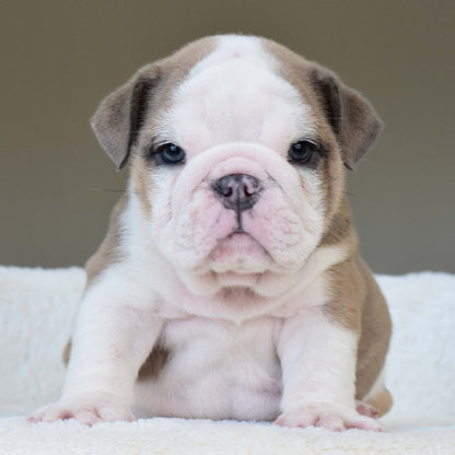 OAKLEY (BOY) - WB English Bulldogs
