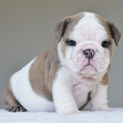 OAKLEY (BOY) - WB English Bulldogs