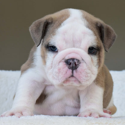 OAKLEY (BOY) - WB English Bulldogs