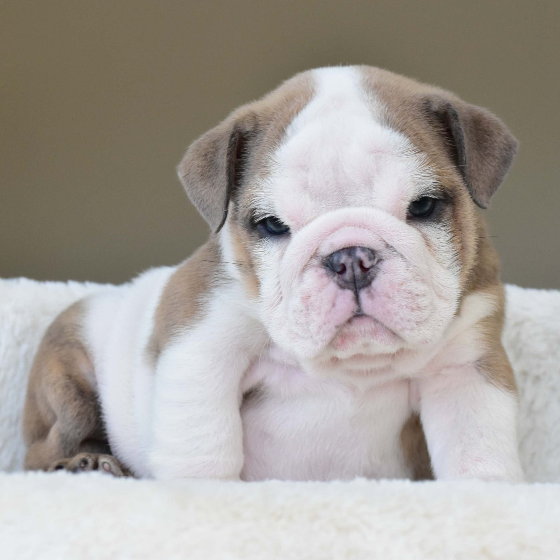 OAKLEY (BOY) - WB English Bulldogs