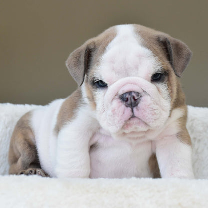 OAKLEY (BOY) - WB English Bulldogs
