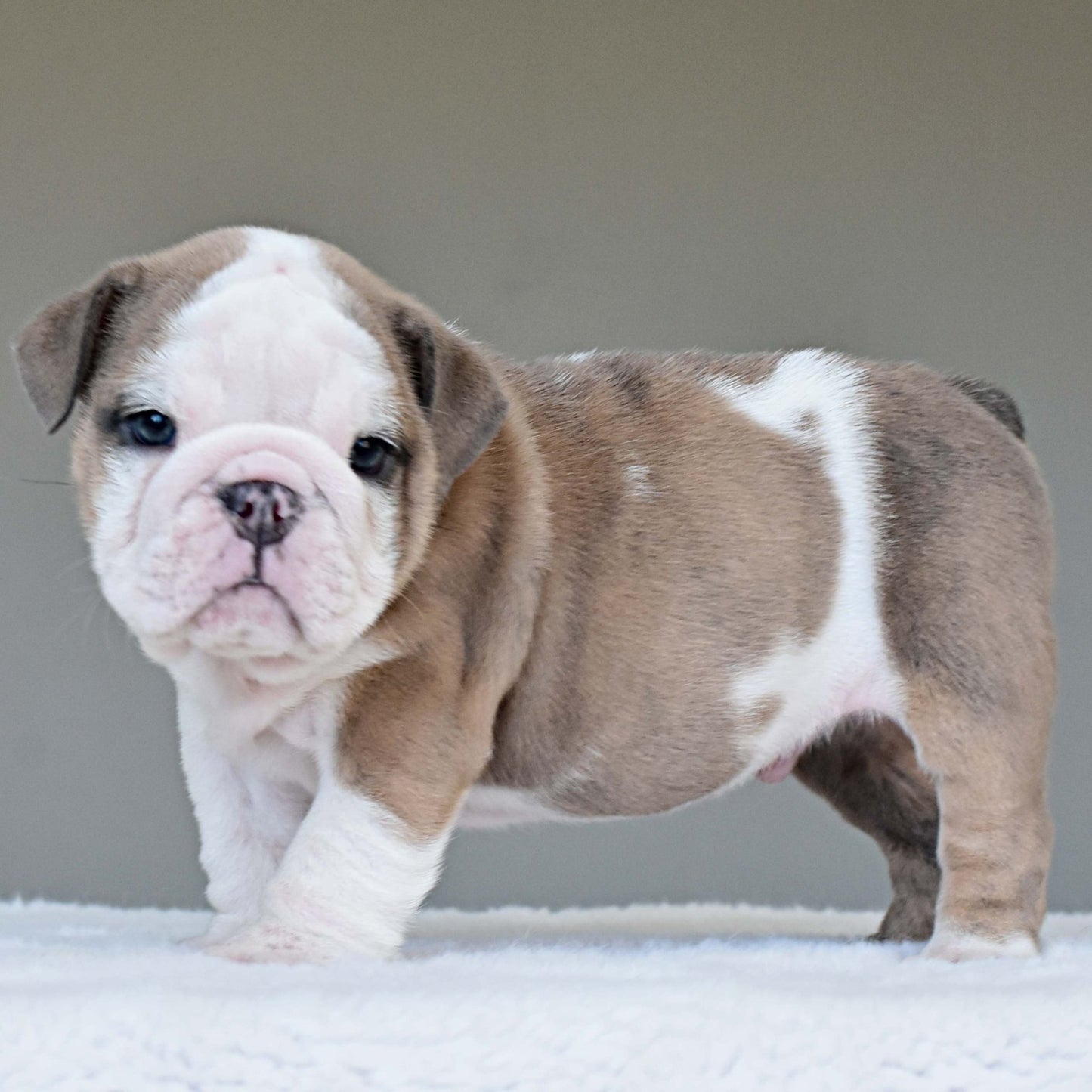 OAKLEY (BOY) - WB English Bulldogs