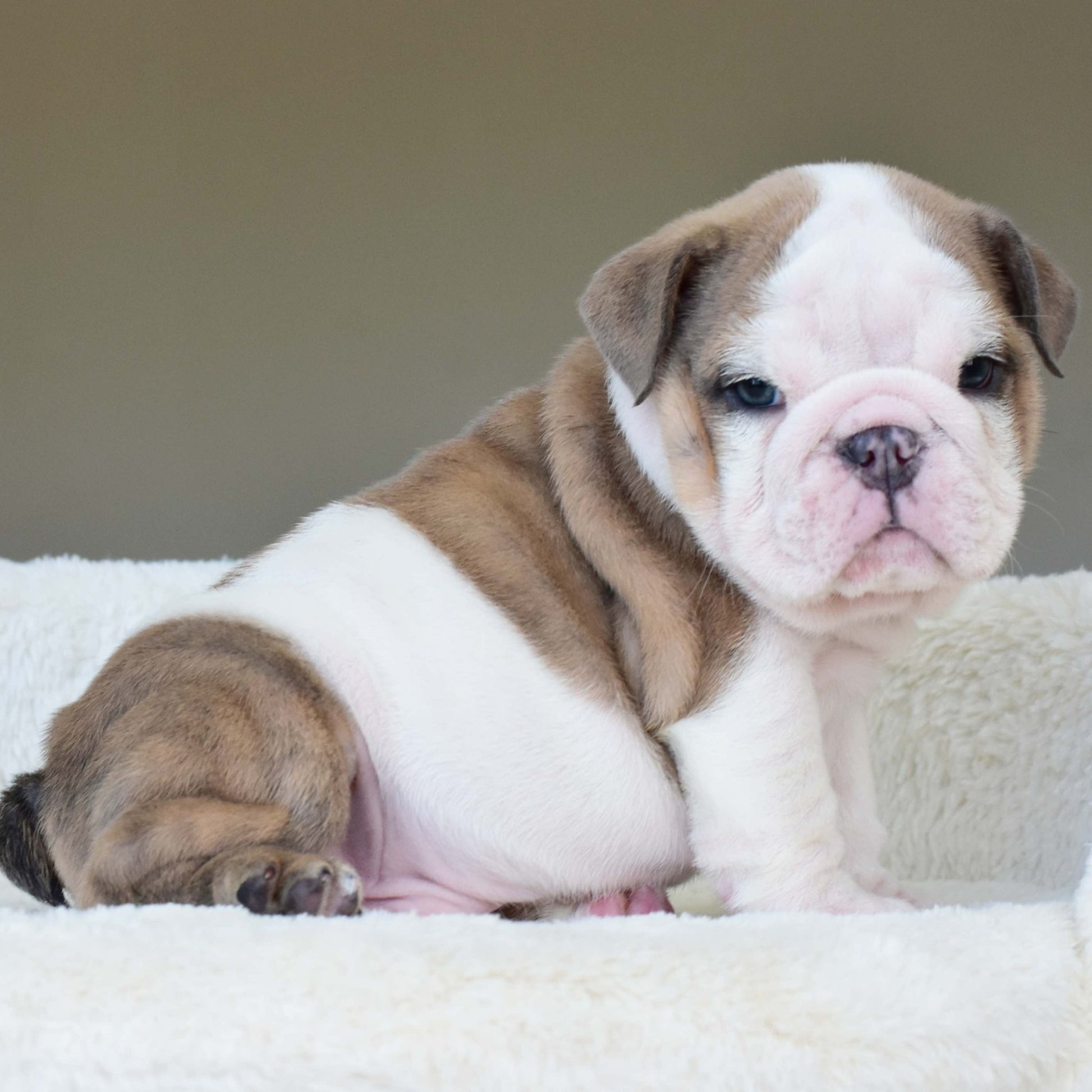 OAKLEY (BOY) - WB English Bulldogs