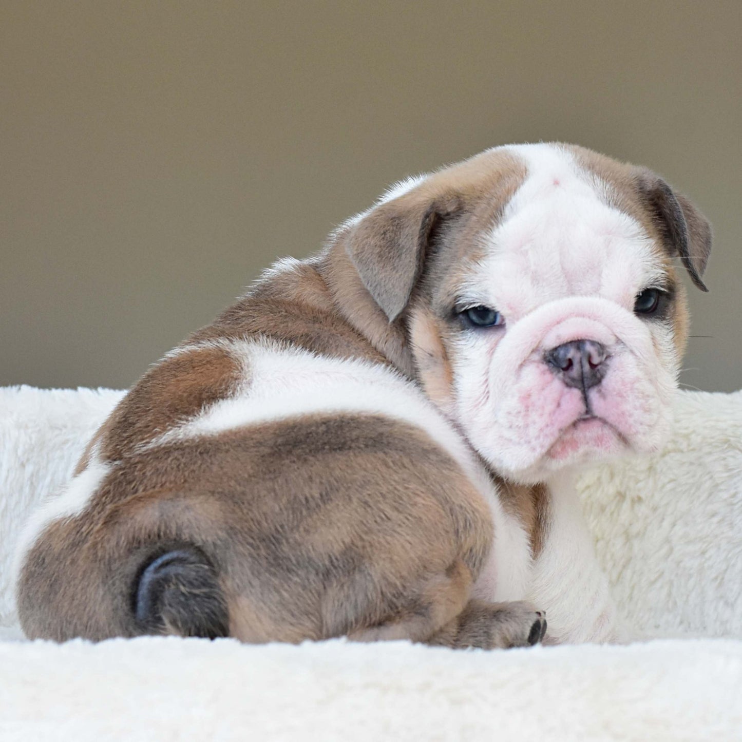 OAKLEY (BOY) - WB English Bulldogs