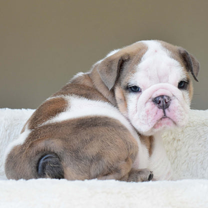 OAKLEY (BOY) - WB English Bulldogs