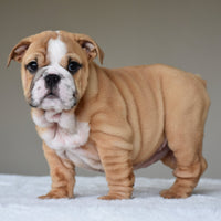 🎀 OLIVE - WB English Bulldogs