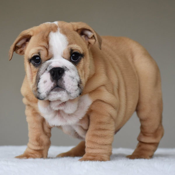 🎀 OLIVE - WB English Bulldogs