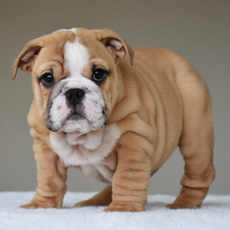 🎀 OLIVE - WB English Bulldogs