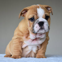 🎀 OLIVE - WB English Bulldogs