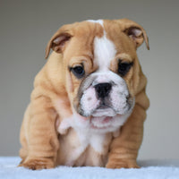 🎀 OLIVE - WB English Bulldogs