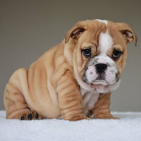 🎀 OLIVE - WB English Bulldogs