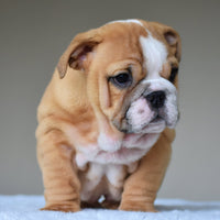 🎀 OLIVE - WB English Bulldogs