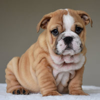 🎀 OLIVE - WB English Bulldogs