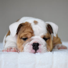 OLIVER - $3,200 - WB English Bulldogs