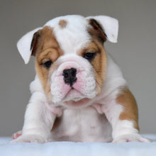 OLIVER - $3,200 - WB English Bulldogs