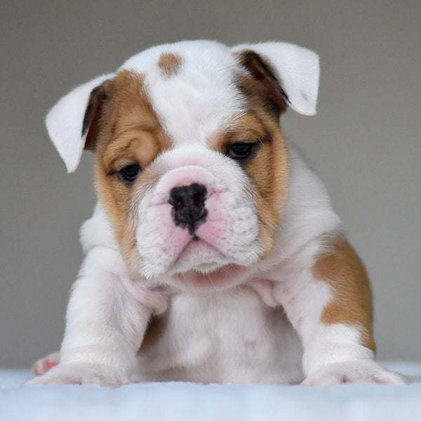 OLIVER - $3,200 - WB English Bulldogs