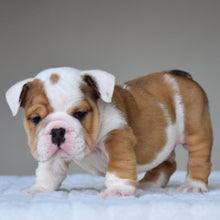OLIVER - $3,200 - WB English Bulldogs