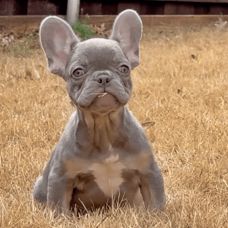 💎 OLLIE - WB English Bulldogs