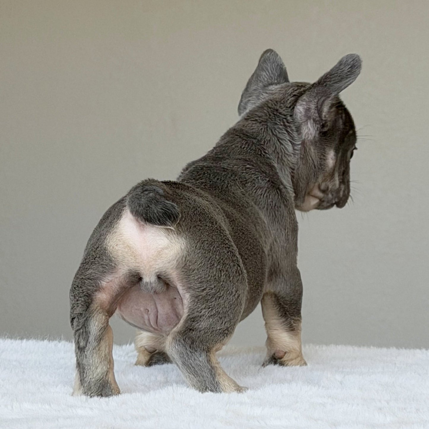 OLLIE (BOY ) French Bulldog - WB English Bulldogs