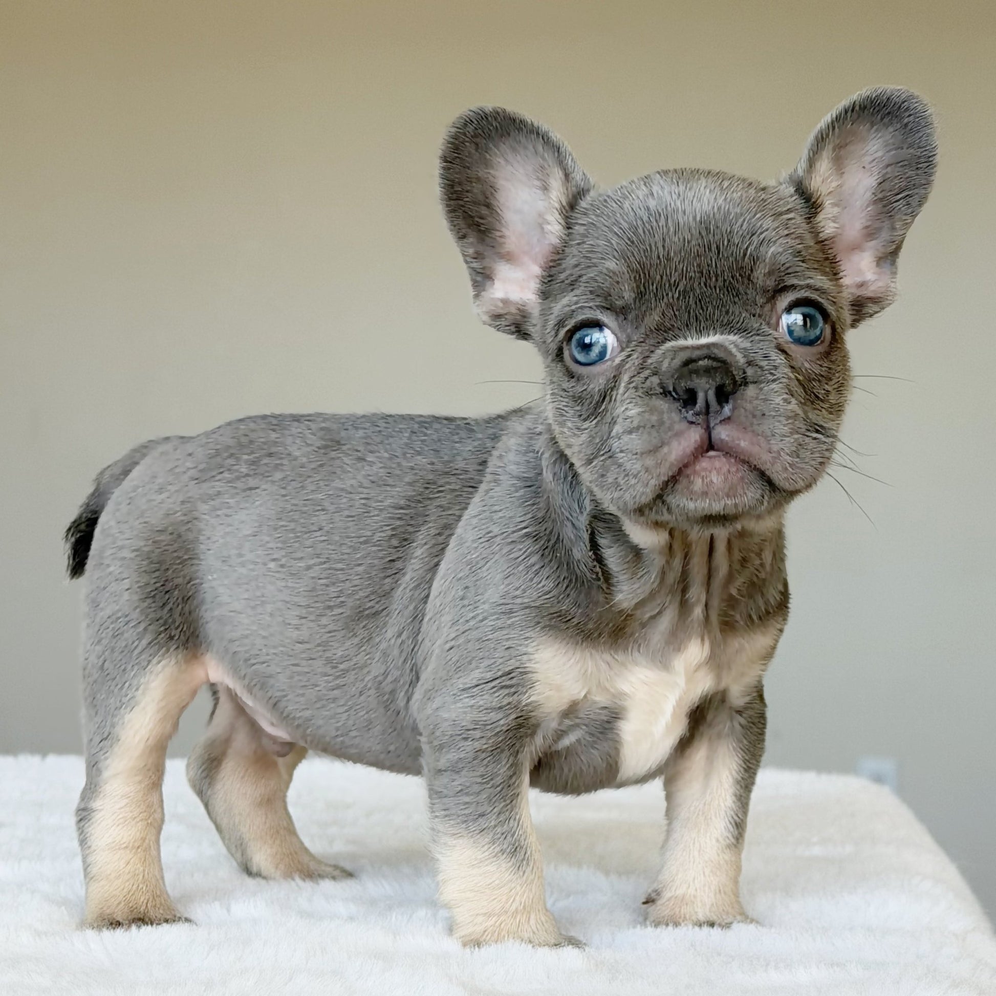 OLLIE (BOY ) French Bulldog - WB English Bulldogs