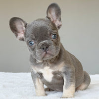OLLIE (BOY ) French Bulldog - WB English Bulldogs