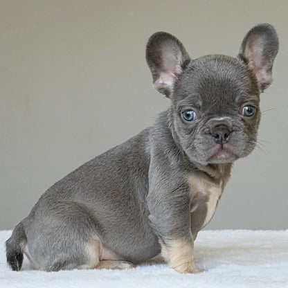 OLLIE (BOY ) French Bulldog - WB English Bulldogs