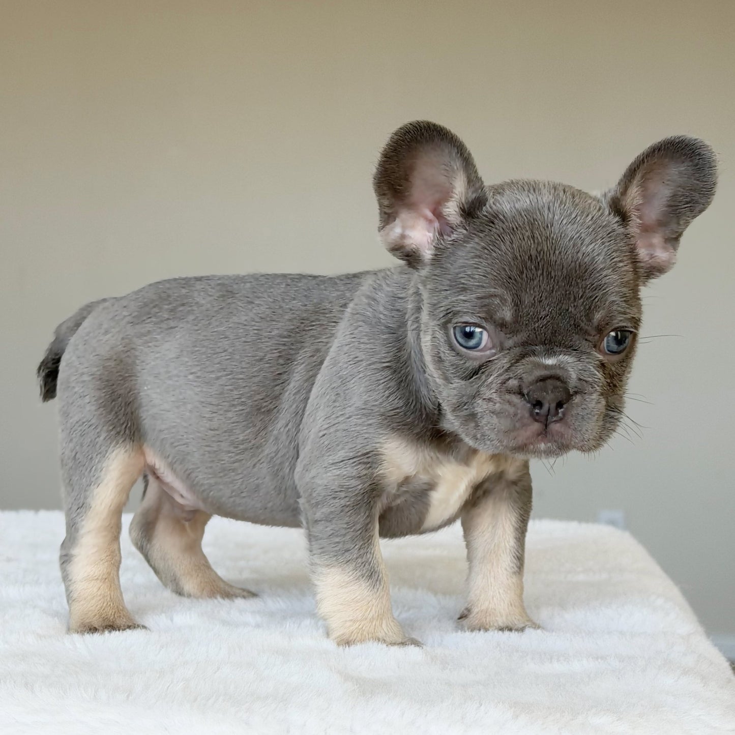 OLLIE (BOY ) French Bulldog - WB English Bulldogs