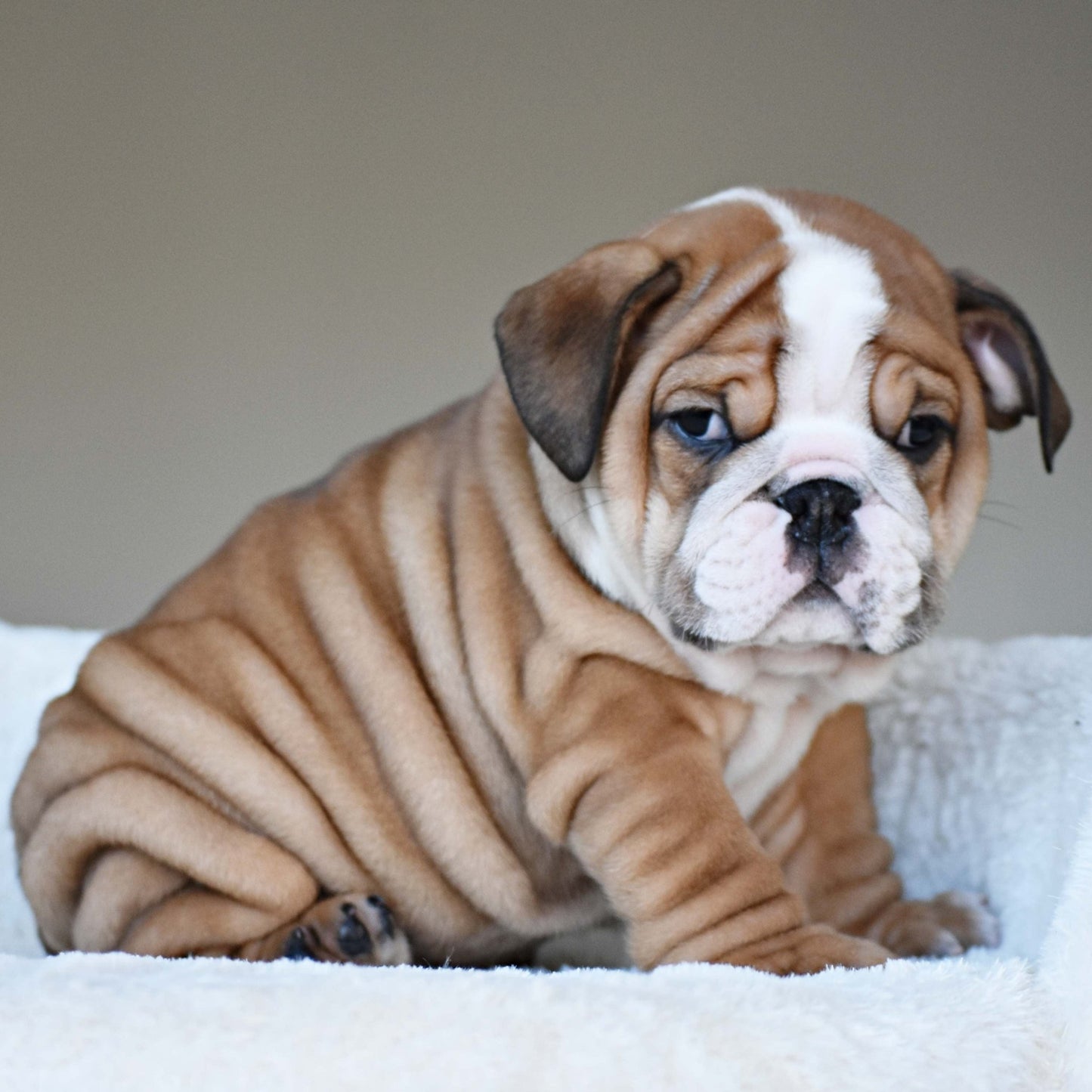 OSCAR (Boy) - WB English Bulldogs