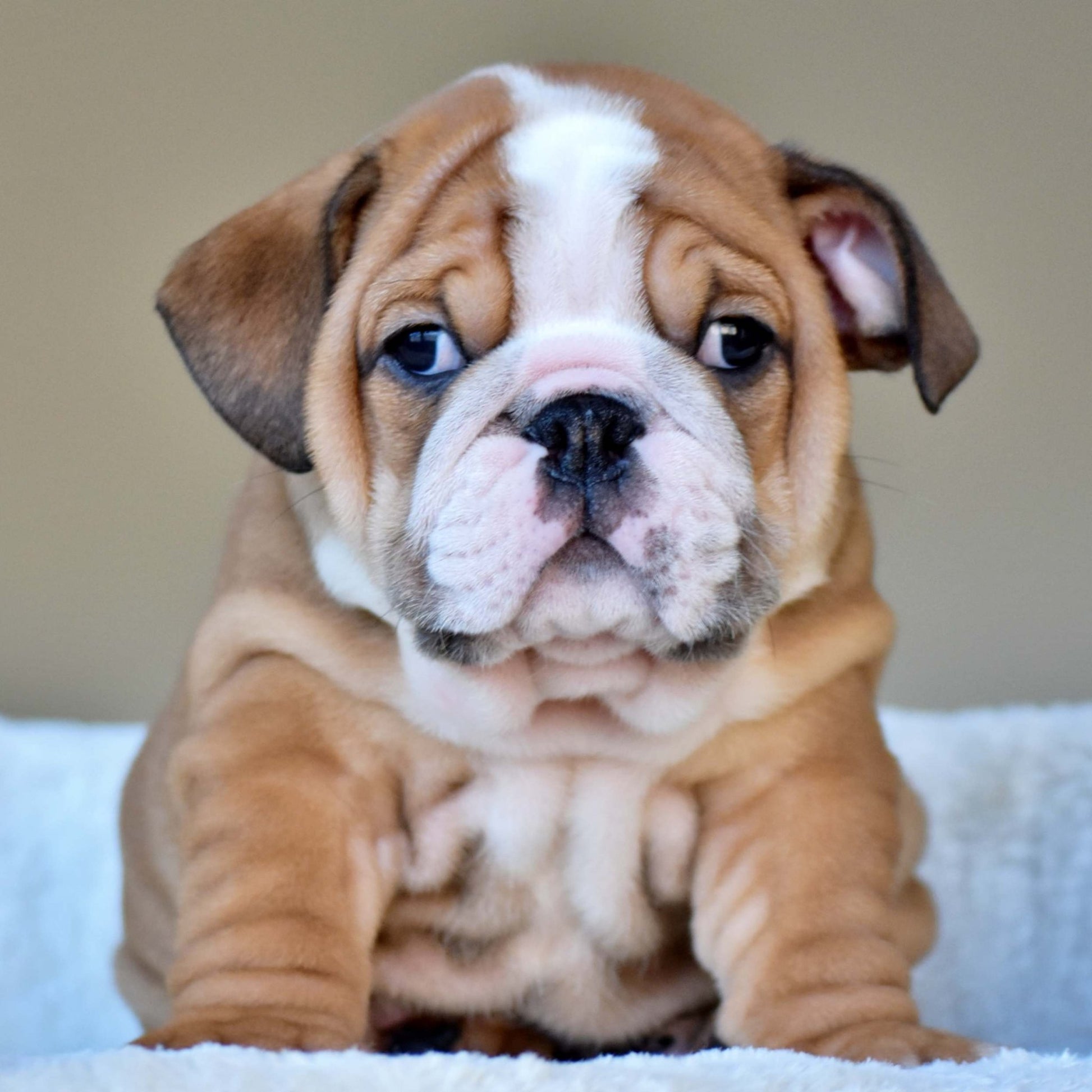 OSCAR (Boy) - WB English Bulldogs