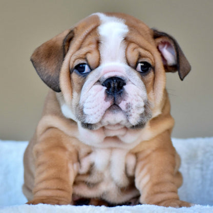 OSCAR (Boy) - WB English Bulldogs