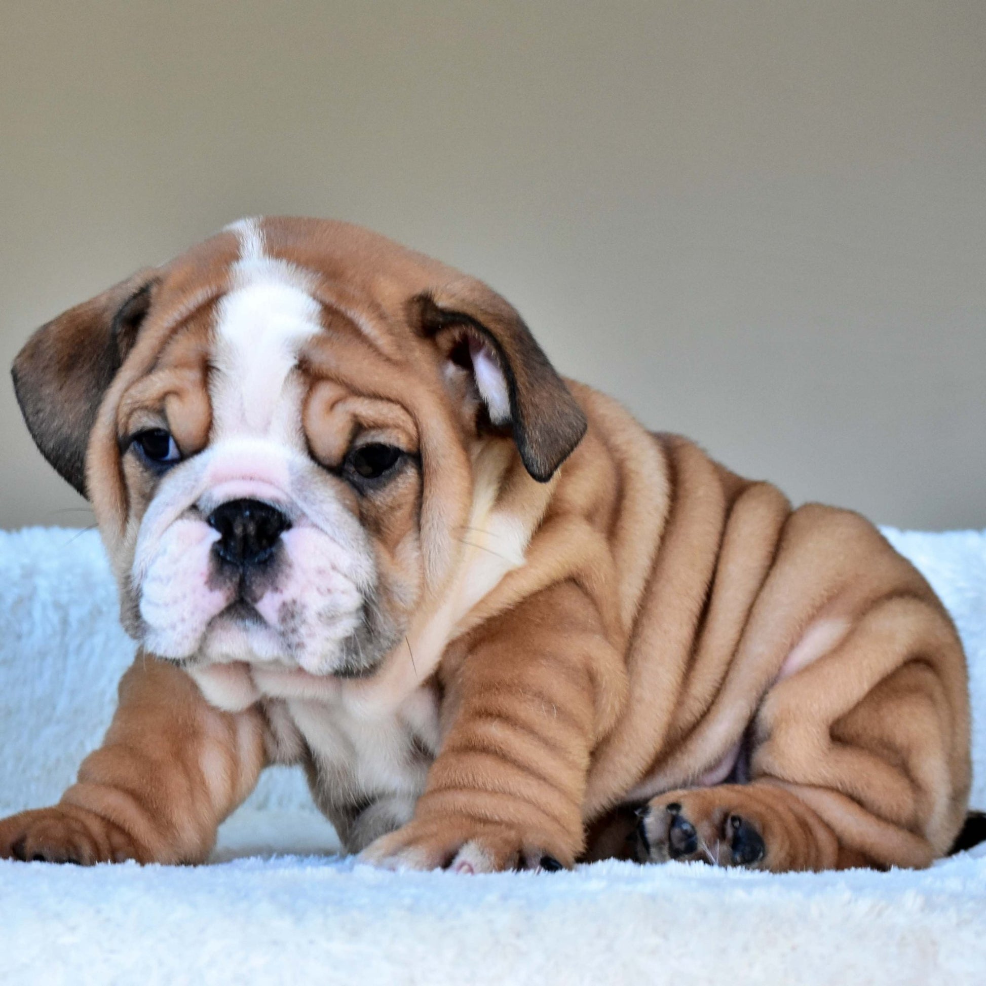 OSCAR (Boy) - WB English Bulldogs