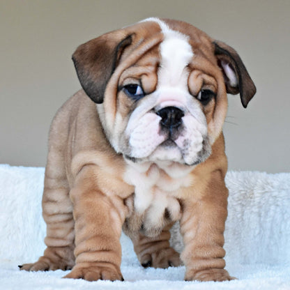 OSCAR (Boy) - WB English Bulldogs