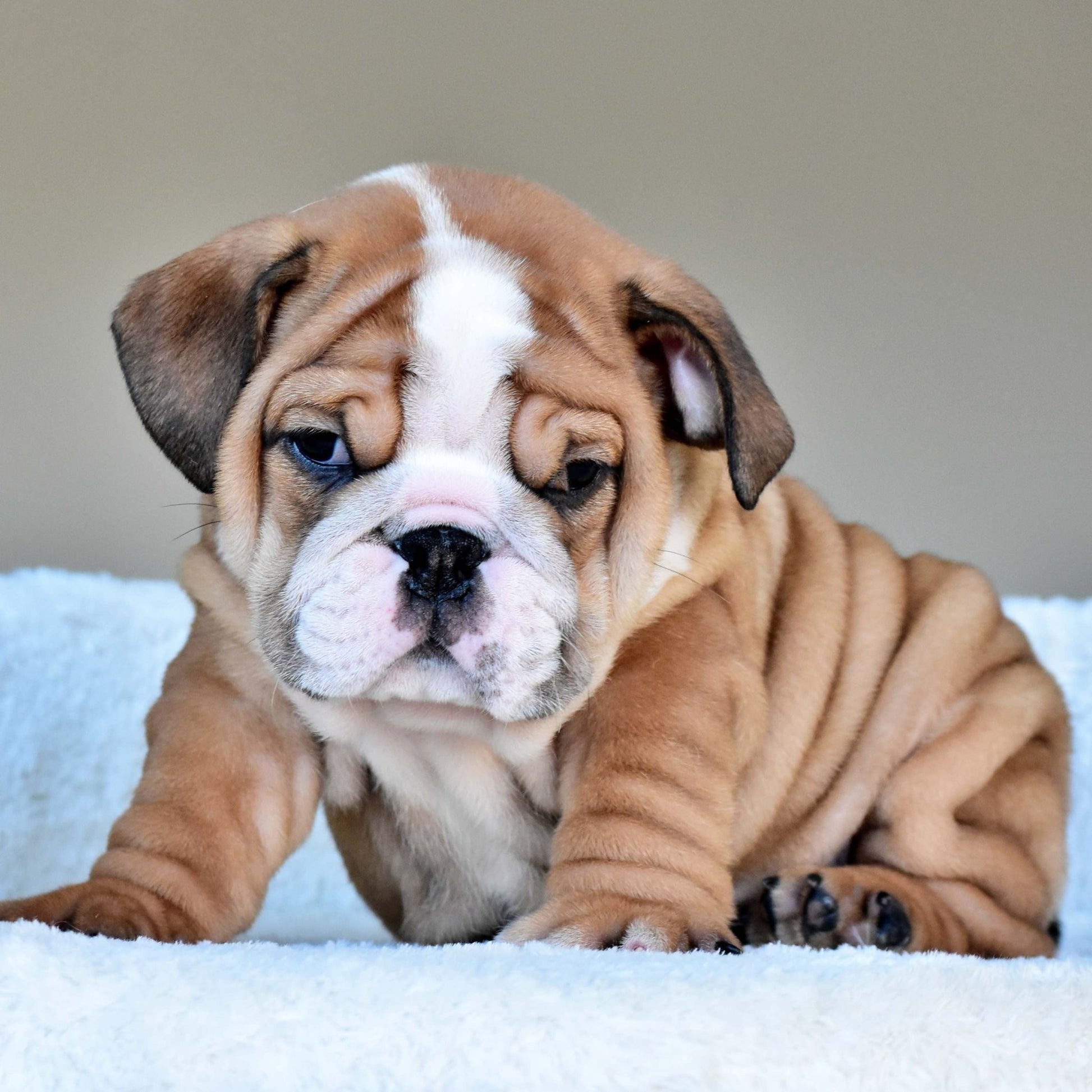 OSCAR (Boy) - WB English Bulldogs