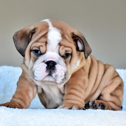 OSCAR (Boy) - WB English Bulldogs