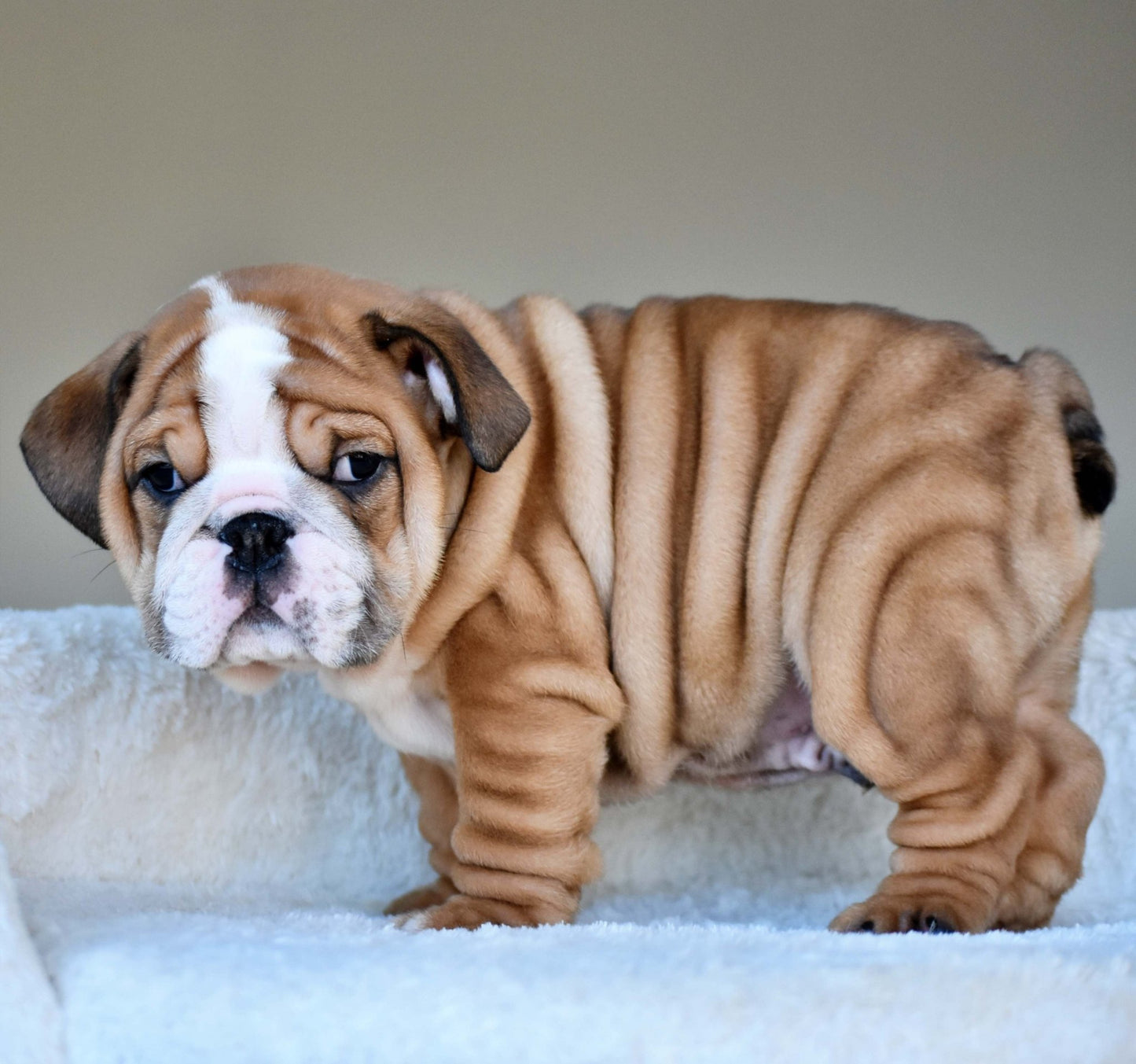 OSCAR (Boy) - WB English Bulldogs